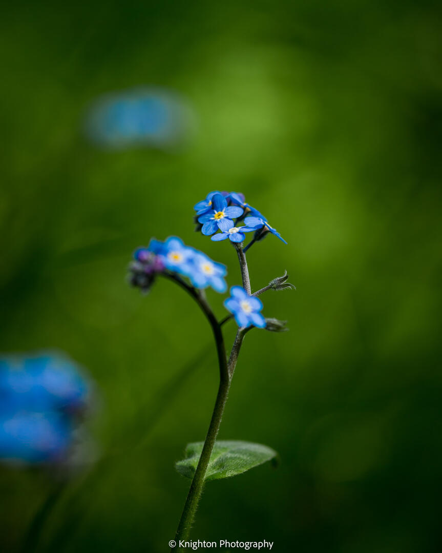 Forget Me Not flower Forget Me Not flower
