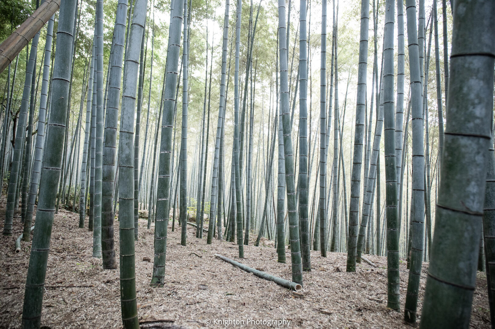 Bamboo forest, Kyoto Japan Bamboo forest, Kyoto Japan